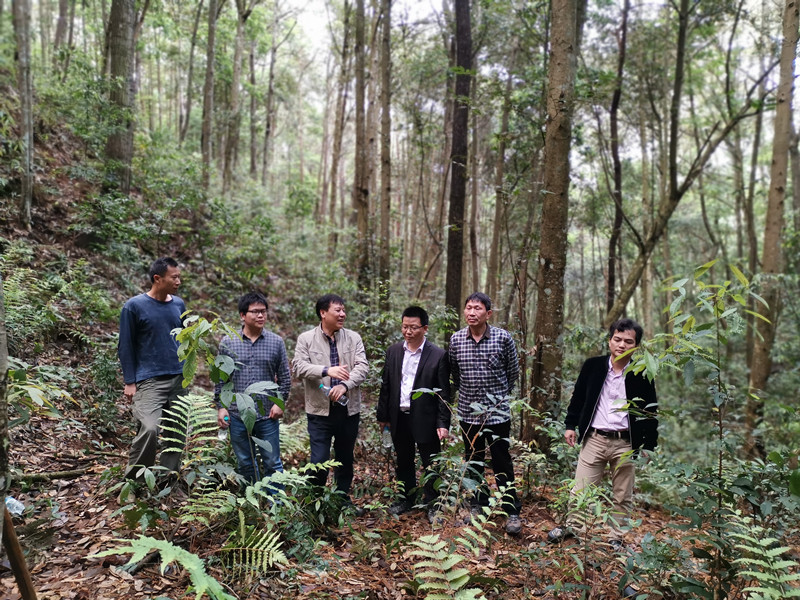 宋书记进山调研，查看工区基本植被情况、珍稀物种、食用菌分布1wps图片_副本.jpg